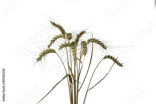 bunch of wheat ears