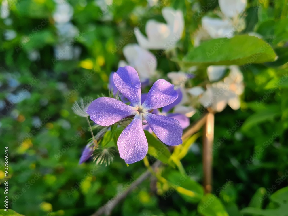 Serene Beauty: Blue Phlox Blossoms in the Garden
Serene Beauty: Blue Phlox Blossoms in the Garden