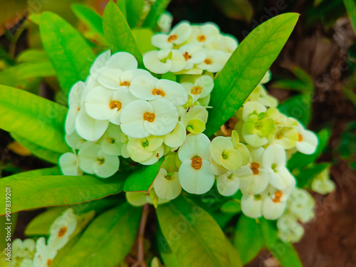 cute white flowers of white Poi Sian flowers, crown of thorns, Euphorbia Milii flower, Christ plant, or Christ's thorn, blooming in the garden. photo