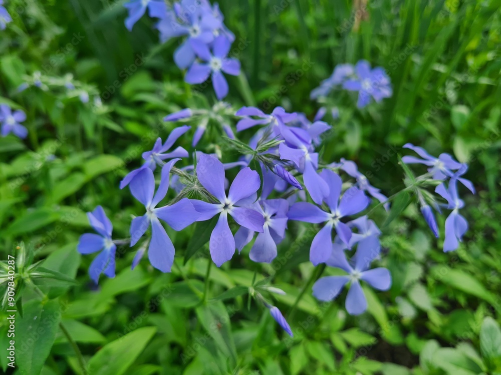 Serene Beauty: Blue Phlox Blossoms in the Garden
Serene Beauty: Blue Phlox Blossoms in the Garden