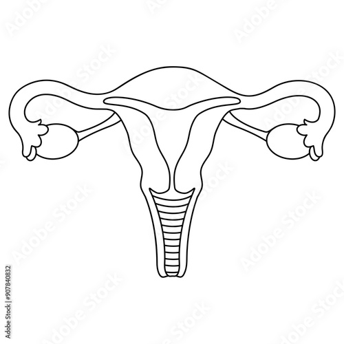 Female uterus line icon on white background. Vector illustration
