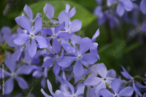 Serene Beauty: Blue Phlox Blossoms in the Garden

