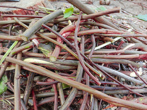 Grewia tiliifolia tree, cut into sections in Myanmar, for washing hair. photo