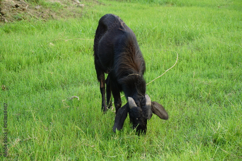 A goat eating grass and walking in the green grass, A sheep grazing alone on a farmland, A colorful goat eating green grass on a grassland A goat eating grass and walking in the green grass, A sheep grazing alone on a farmland, A colorful goat eating green grass on a grassland