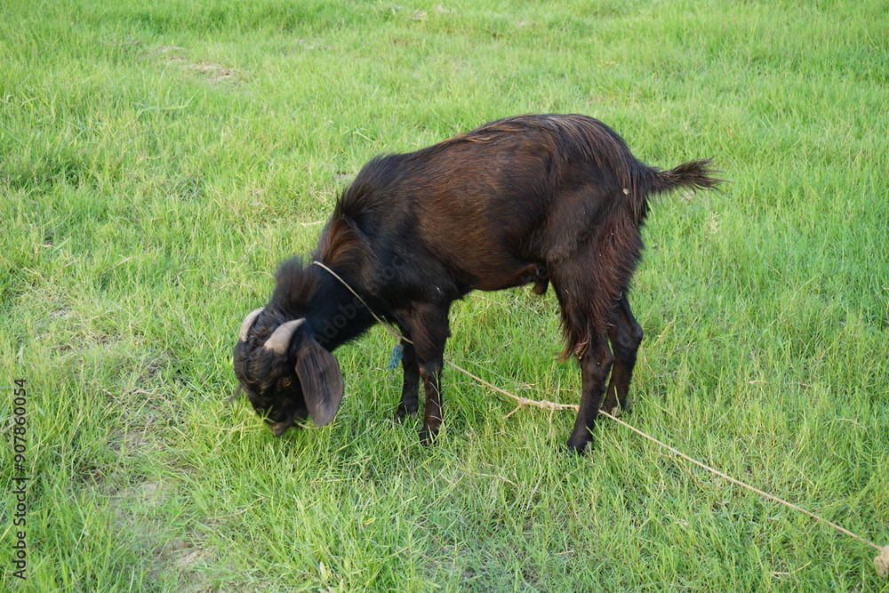 A goat eating grass and walking in the green grass, A sheep grazing alone on a farmland, A colorful goat eating green grass on a grassland A goat eating grass and walking in the green grass, A sheep grazing alone on a farmland, A colorful goat eating green grass on a grassland