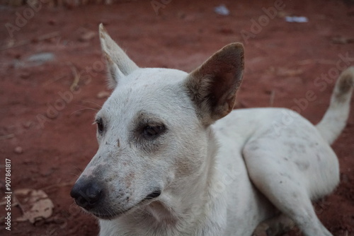 A mother peacefully sitting and observing her puppies, Abandoned Dog taking rest on the roadside, Helpless stray Dog lying down on the sand and checking her puppies