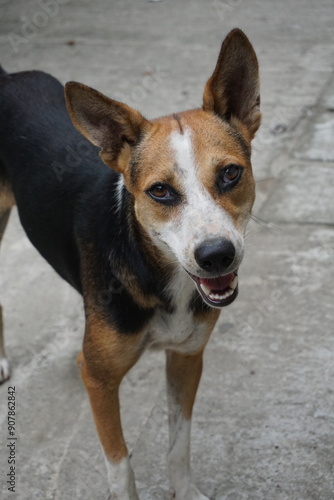 A playful dog looking attentively on camera, Stray dog playing on roadside, Homeless abandoned dog playing