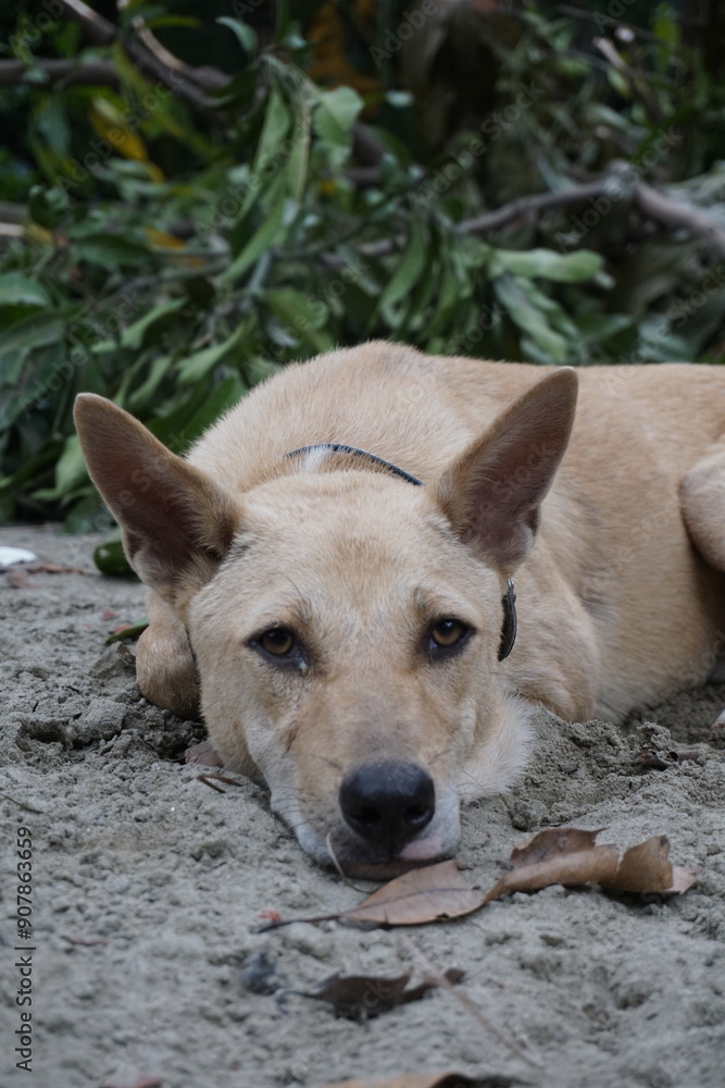 Closeup shot of a homeless adorable puppy sitting alone, Abandoned dog sitting the the ground sadly looking for its owner, Closeup portrait of a homeless little stray dog Closeup shot of a homeless adorable puppy sitting alone, Abandoned dog sitting the the ground sadly looking for its owner, Closeup portrait of a homeless little stray dog