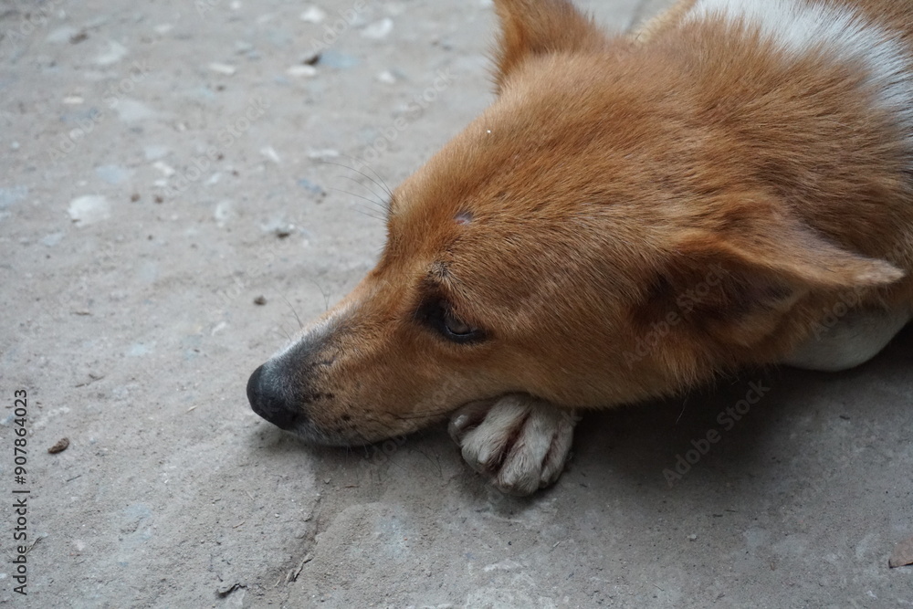 Abandoned stray dog resting on the street, Closeup shot of a helpless street puppy, Helpless hungry dog searching for food and shelter Abandoned stray dog resting on the street, Closeup shot of a helpless street puppy, Helpless hungry dog searching for food and shelter