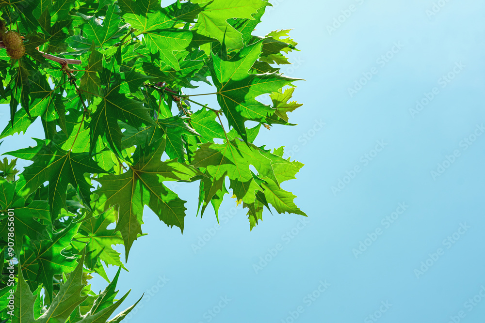 Vibrant green maple leaves in sunlight against a clear blue sky, Highlighting the Beauty of Nature. Vibrant green maple leaves in sunlight against a clear blue sky, Highlighting the Beauty of Nature.