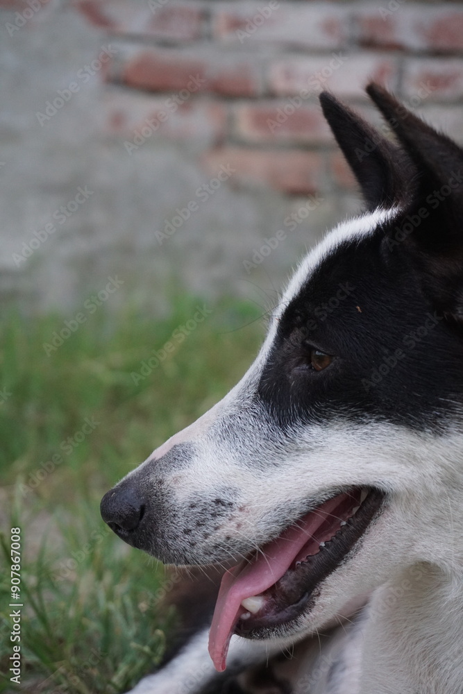 A stray dog sitting alone on a street, An abandoned puppy sitting and resting on the ground, Closeup portrait of a homeless little stray dog A stray dog sitting alone on a street, An abandoned puppy sitting and resting on the ground, Closeup portrait of a homeless little stray dog