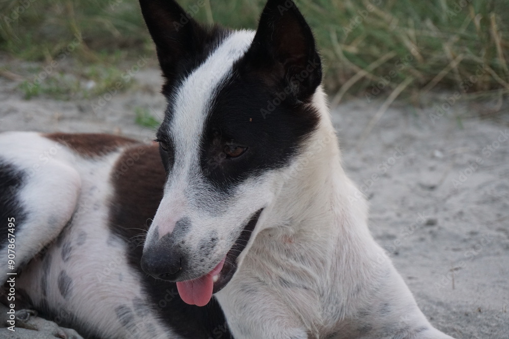 A stray dog sitting alone on a street, An abandoned puppy sitting and resting on the ground, Closeup portrait of a homeless little stray dog