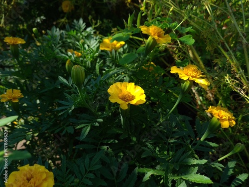 Vibrant Orange Marigolds in Full Bloom
 photo