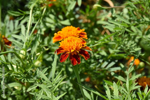 Vibrant Orange Marigolds in Full Bloom 