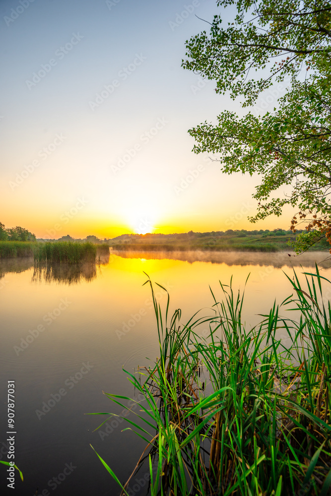 Fototapeta premium Morning on lake , sunrise over the forest , summer morning . Trees on beach . Landscape with golden sun and sky , golden hour , green grass. Nature in wild . Reed on river . Sunrise on a lake .