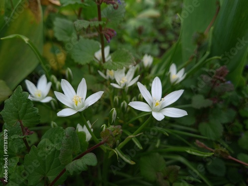 Starry Elegance: Ornithogalum umbellatum in Full Bloom
