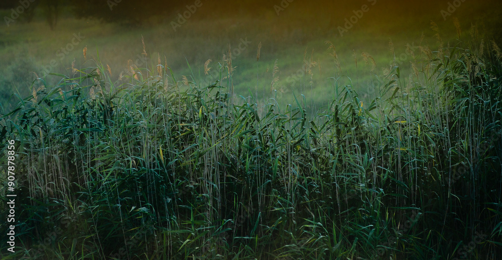 Summer morning on lake , reed on the lake . Red sky and red sun , reed on the beach .Trees and grass , morning nature . Sunrise over the lake and forest , reflections on the water , sun reflection. Summer morning on lake , reed on the lake . Red sky and red sun , reed on the beach .Trees and grass , morning nature . Sunrise over the lake and forest , reflections on the water , sun reflection.