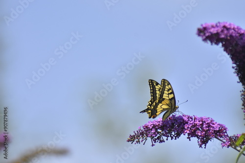 Schwalbenschwanz Schmetterling photo