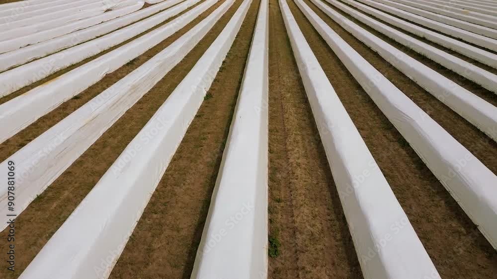 drone flight over an asparagus field covered by white planes drone flight over an asparagus field covered by white planes