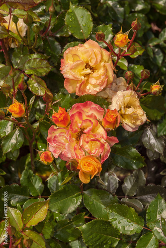 Blooming magical Rose Bright Smiles