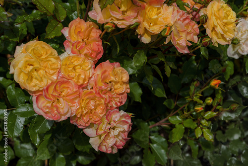 Rose Bright Smiles. Exquisite varieties of roses. Bushy upright growing Floribunda