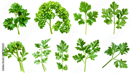 set of parsley leaves, displaying their vibrant green, curly or flat varieties widely used as a garnish and flavoring herb isolated on white background, text area, png © Anton
