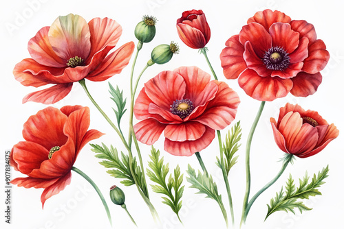 Fototapeta Naklejka Na Ścianę i Meble -  Delicate watercolor red flowers set, featuring a stunning poppy flower painting, perfect for adding a romantic touch to floral decor, greeting cards, and wedding invitations.