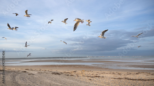 Black-headed gulls circling over the beach, Isle of Wight