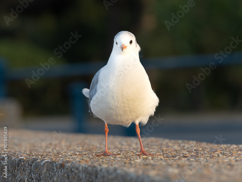 Black-headed gull looking at the camera