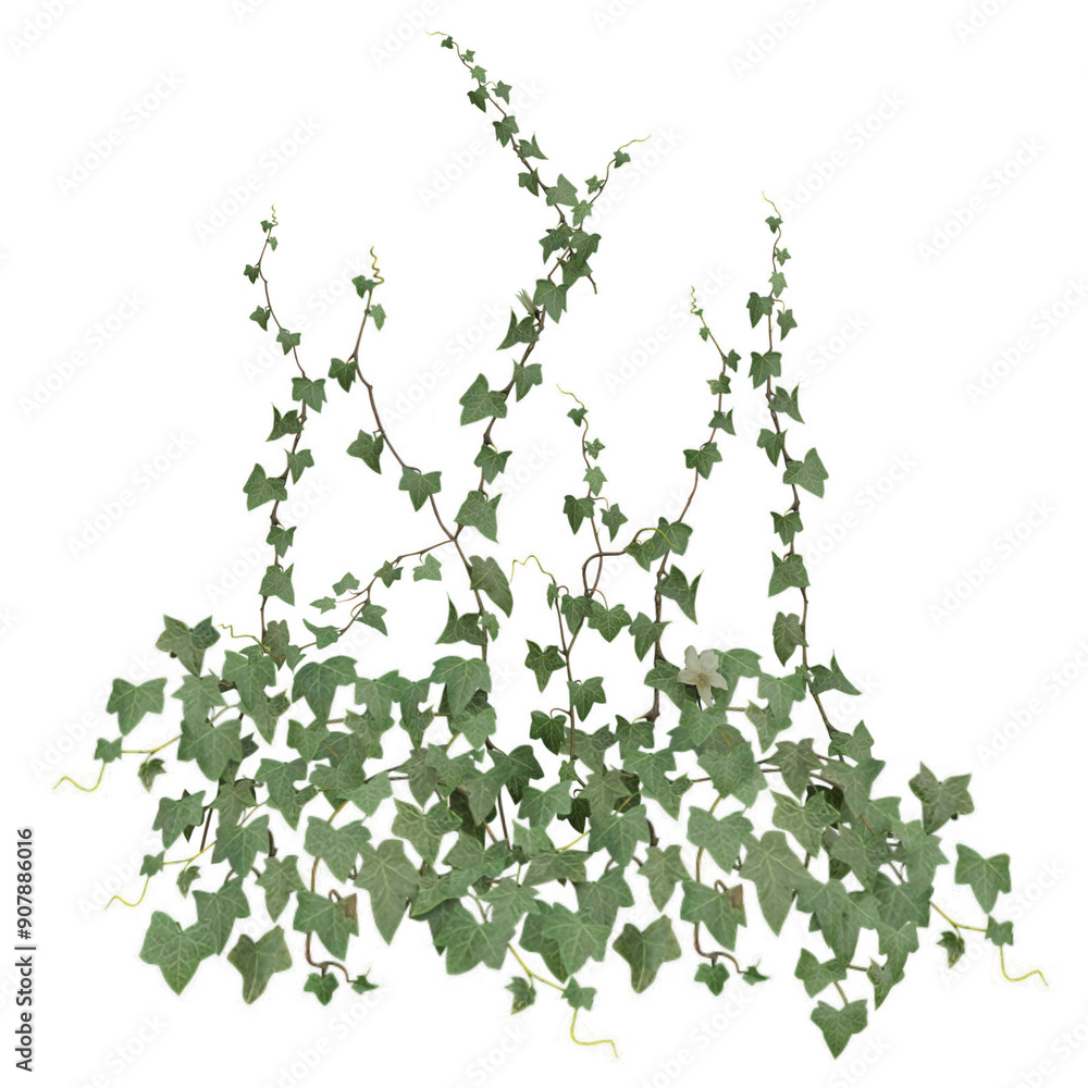 3D rendered illustration of a green ivy isolated on transparent background 3D rendered illustration of a green ivy isolated on transparent background