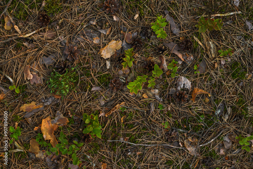 Background of forest land litter of moss and fallen branches and cones.