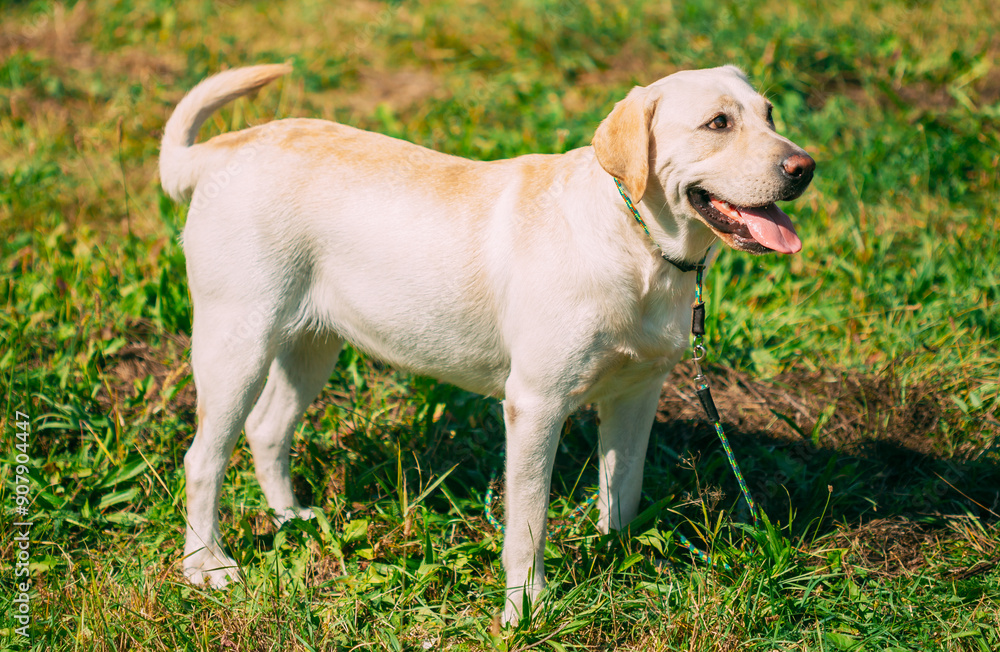 Funny pet labrador dog animal during seasonal activity. beautiful breed dog funny labrador outdoor pedigree pet portrait purebred.