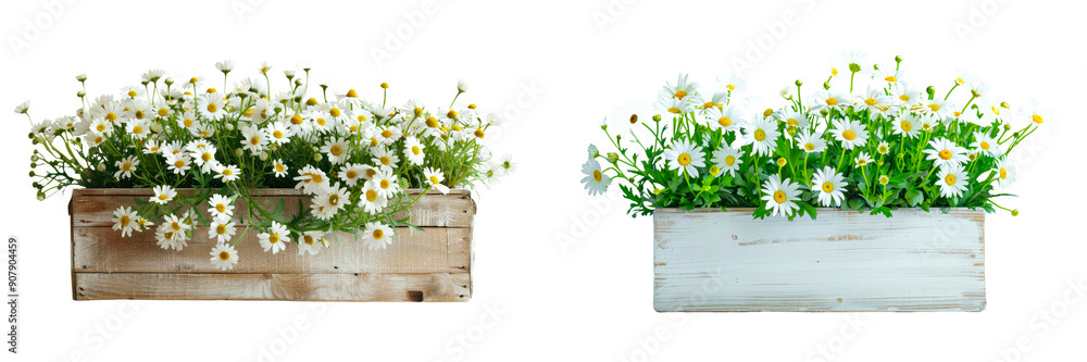 Fototapeta premium A simple flower box with white daisies isolated on a transparent background.