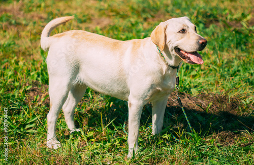 Obraz na płótnie Funny pet labrador dog animal during seasonal activity. beautiful breed dog funny labrador outdoor pedigree pet portrait purebred. w salonie