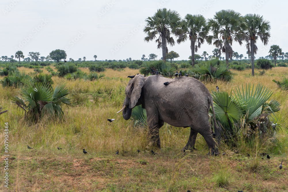 Elefant in einer Schar von Spitzschwanzelstern (Ptilostomus afer) im Murchison National Park Elefant in einer Schar von Spitzschwanzelstern (Ptilostomus afer) im Murchison National Park