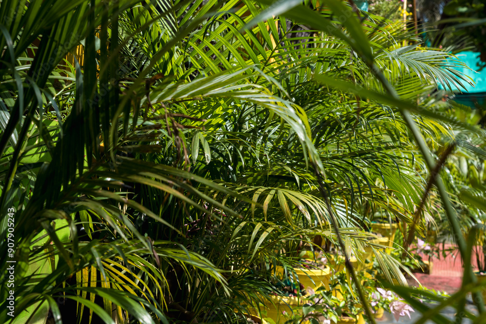coconut trees palms against the blue sky of India coconut trees palms against the blue sky of India