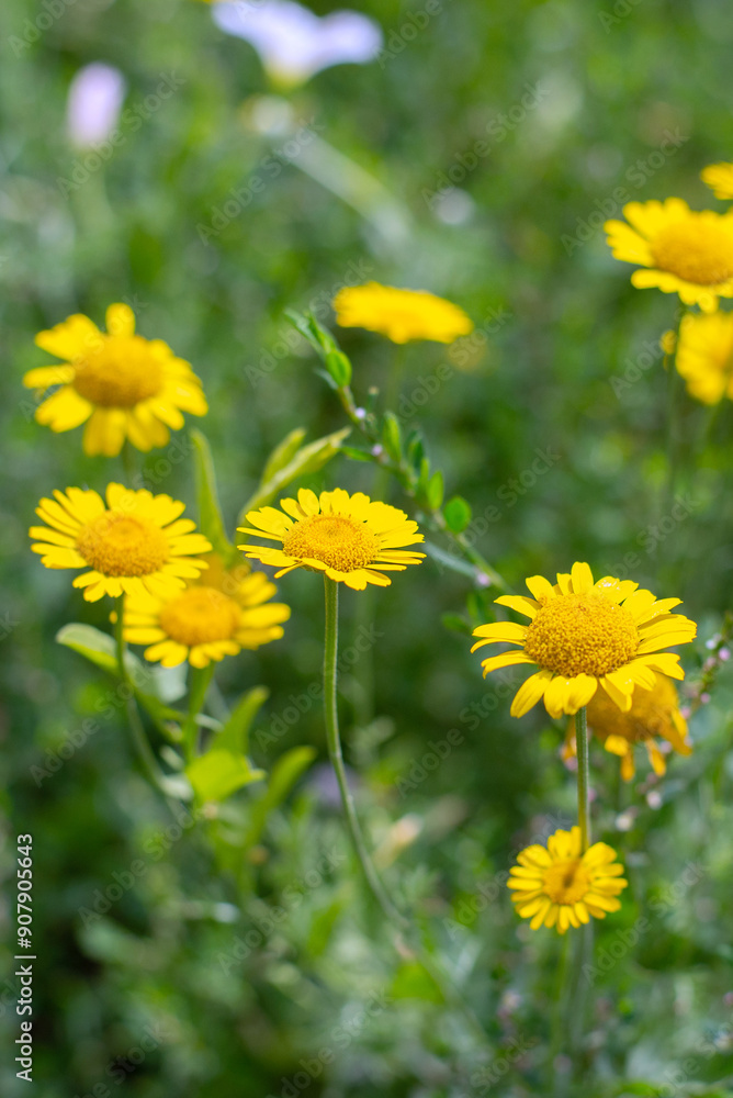 Wild yellow flowers chamomile in the field in summer Wild yellow flowers chamomile in the field in summer