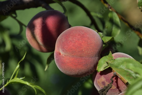 Bright red peach fruits on branches of the tree.