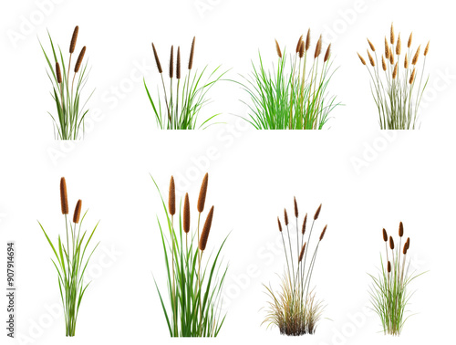 Various cattail plants showcasing their tall, brown flower heads among lush green grass under natural daylight