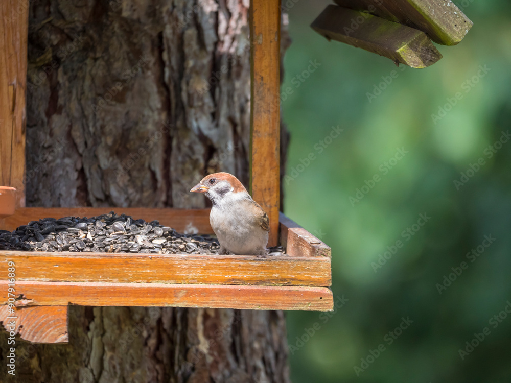 Naklejka premium Close up male Eurasian tree sparrow, Passer montanus bird perched on the bird feeder table with sunflower seed. Bird feeding concept. Selective focus.