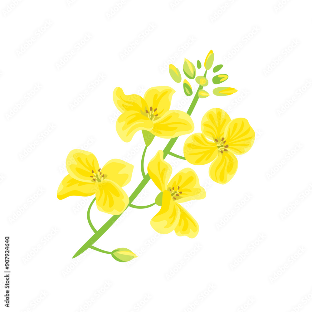 Canola plant isolated on white background. Vector cartoon flat illustration of yellow flower Canola plant isolated on white background. Vector cartoon flat illustration of yellow flower