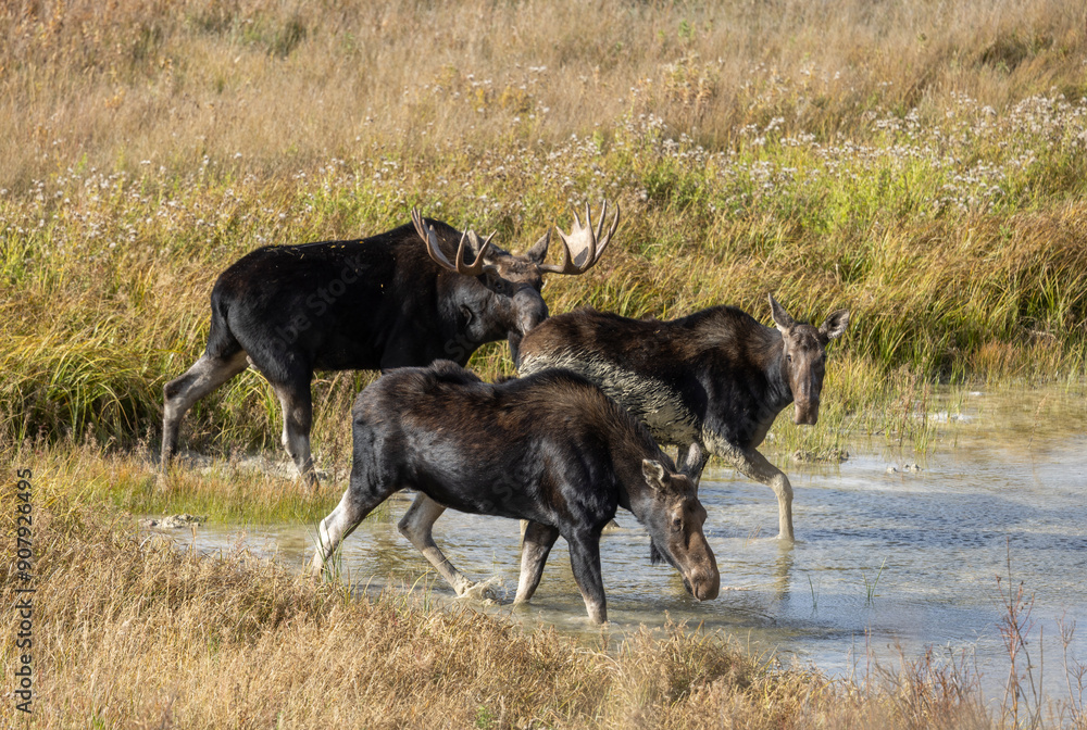 Naklejka premium Bull and Cow Moose Rutting in Wyoming in Autumn