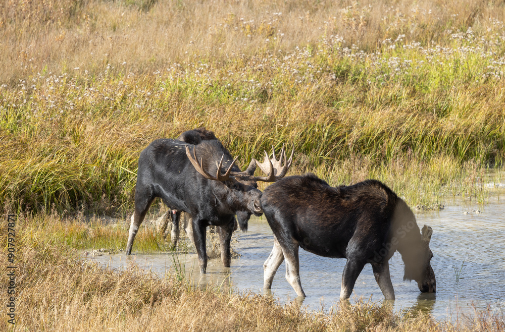 Bull and Cow Moose Rutting in Wyoming in Autumn Bull and Cow Moose Rutting in Wyoming in Autumn