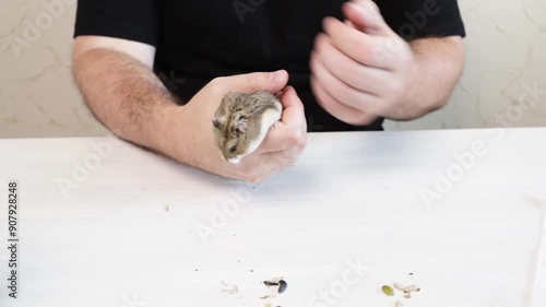 Cute hamster in hands, gnawing on seeds, hungry and playful photo