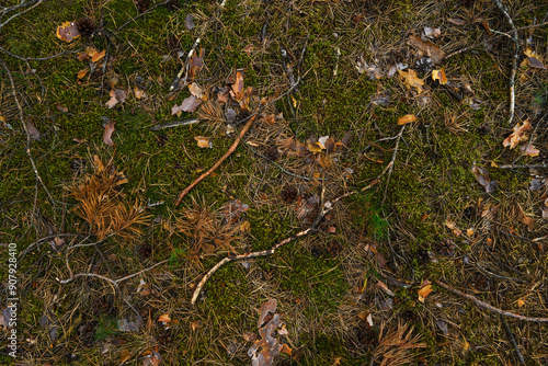 Background of forest earth litter from moss and fallen branches.