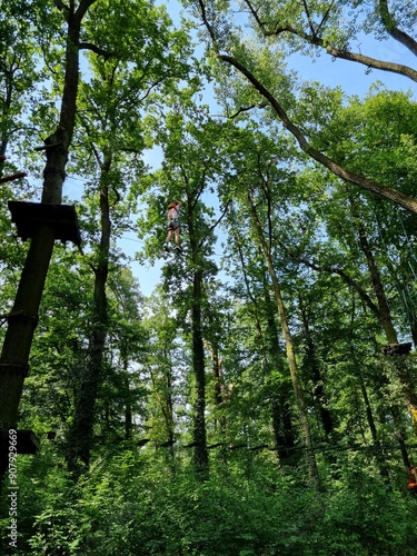 trees in the forest - line park, climbing 