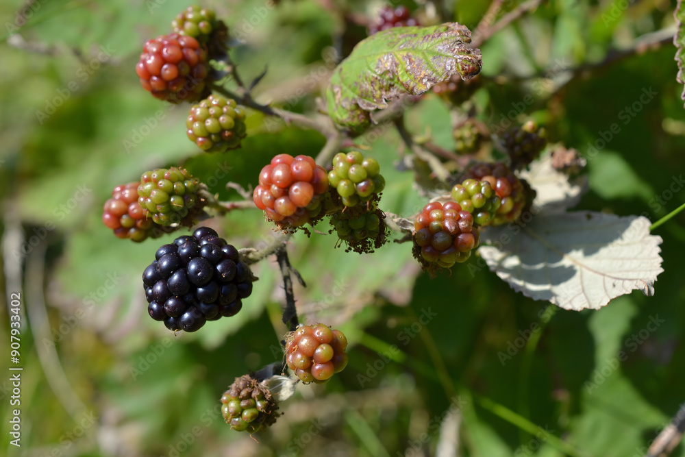 Ripe and Unripe Blackberries Growing on a Thorny Bush Ripe and Unripe Blackberries Growing on a Thorny Bush