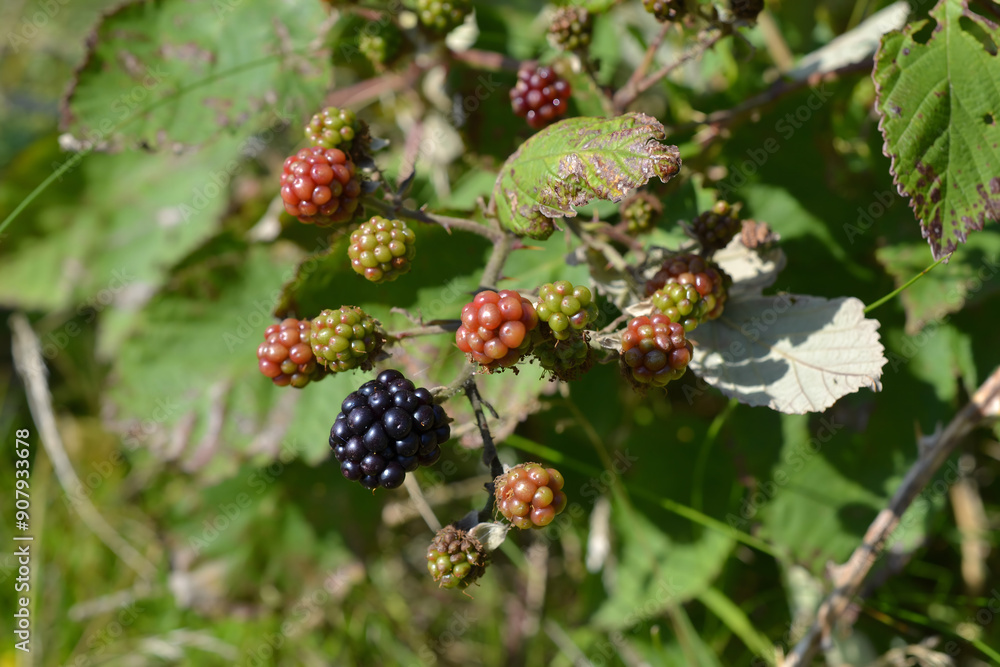 Ripening Blackberries on Bush: Close-Up of Wild Berries in Nature Ripening Blackberries on Bush: Close-Up of Wild Berries in Nature