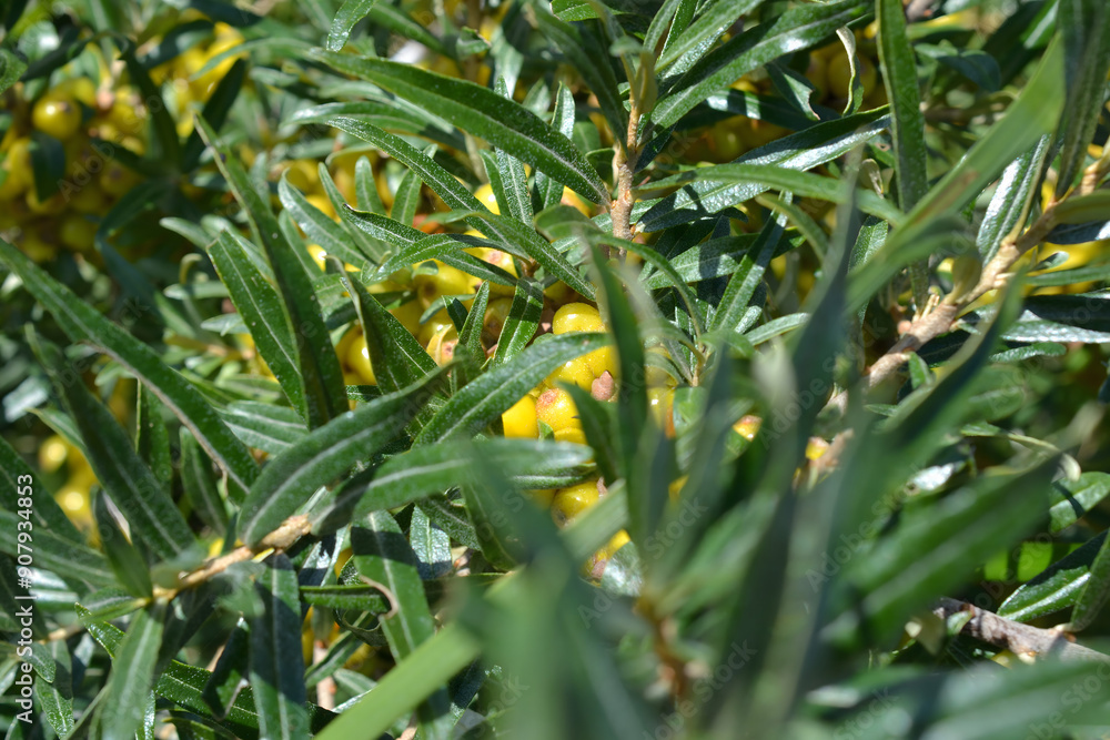 Fototapeta premium Sea Buckthorn in the Wild: Dense Green Leaves and Yellow Berries