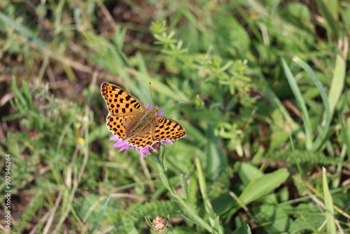  Queen-of-spain-fritillary on Thistle photo